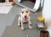 Female 6 month old
