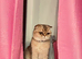 Beautiful 3-Year-Old Scottish Fold Girl - Golden Chinchilla
