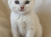 Gorgeous British shorthair 1 female left