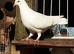 Garden doves for sale