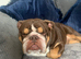 Fenglish bulldog stud
