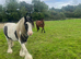 Gorgeous chunky cob