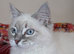 Ragdoll kittens