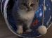 GCCF Stunning British Shorthair Kittens