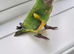 Baby Senegal with new cage