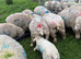 Registered pedigree Ryeland sheep