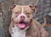 2 year old male pocket bully