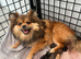 Pomeranian puppies