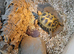 Female Horsefield Tortoise