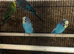 5 young budgies for sale