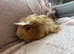 Male Coronet Guinea Pig