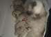 Stunning active female ragdoll available