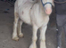 For sale Prince