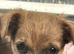 Pomchi puppies.