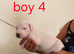 Adorable Puppies Staffordshire Bull Terrier
