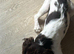 Working cooker spaniel
