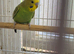Beautiful Baby green Boy