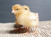 Chickens hens chicks for sale
