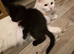 Scottish fold x maine coon