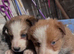 Collie puppies