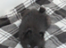 Pomeranians