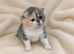 Champion GCCF British Shorthair Kittens