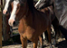 Registered Welsh Section C 2 year old Gelding