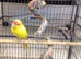 Male Buttercup Kakariki