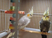 Quality breeding pair of cocktails
