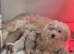 Maltipoo Puppies