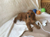 3 adorable showtype cocker spaniel boys