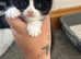 Beautiful felix girl for sale