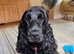 KC reg show cocker for stud - Fully health tested