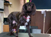 5 month old sprocker female
