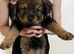 Rottweiler mix German shepherd husky puppies