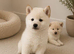 Japanese Shiba Inu puppies