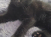 lovely kitten boy  looking for a new home