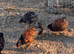 Wyandotte chicks