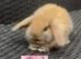 Beautiful Mini Lop baby’s looking for a new .