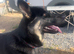 German Shepard girl 12 months old