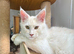 Maine coon kittens
