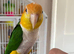Yellow thighed caique female
