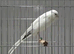 x2 Persian male canarys