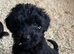 Stunning German Shepherd cross Puppies for sale