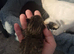 3 Turkish angorian x ragdoll kittens