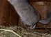 5 month old female stupid tame