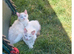 2 girls Ragdoll bicolor