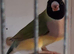Gouldian Finch Hens