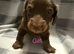 Gorgeous longhair dachsund puppies available