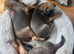 Border terrier